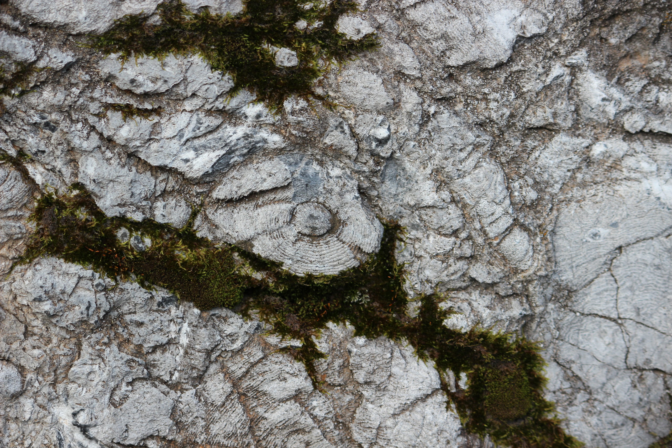 Известняковых валунов со следами окаменелостей на отвалах много