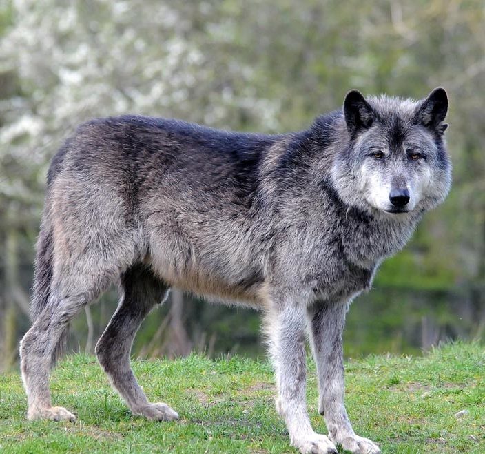 Волк - самый опасный хищник на территории Режевского района